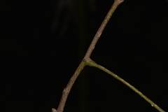 Dysoxylum rufum