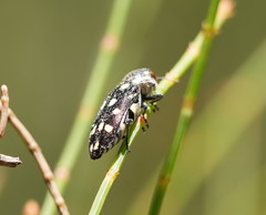Diphucrania duodecimmaculata