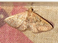 Cerynea thermesialis