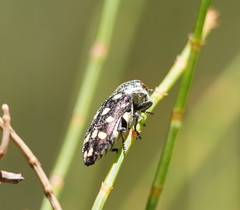 Diphucrania duodecimmaculata