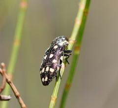 Diphucrania duodecimmaculata