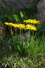 Doronicum clusii
