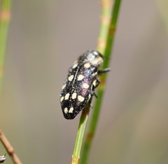 Diphucrania duodecimmaculata