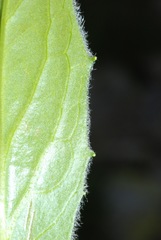Doronicum clusii