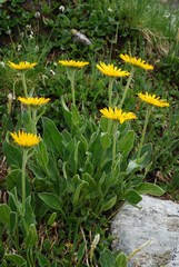 Doronicum clusii