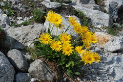 Doronicum clusii