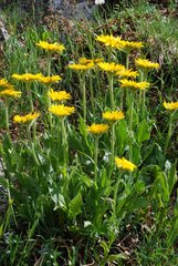 Doronicum clusii