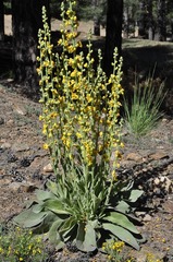 Verbascum dentifolium