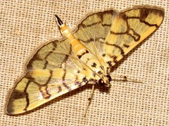 Pardomima distortana
