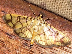 Pardomima distortana