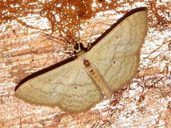 Scopula spoliata