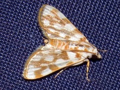 Obtusipalpis pardalis