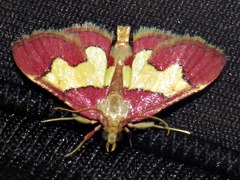 Bostra xanthorhodalis