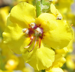 Verbascum dentifolium