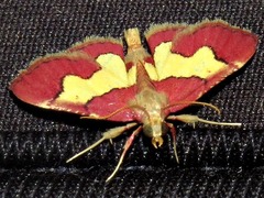 Bostra xanthorhodalis