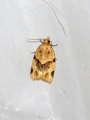 Clepsis prona