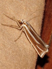 Ancylolomia prepiella