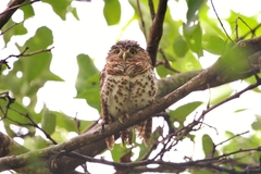 Glaucidium capense