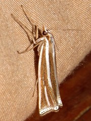 Ancylolomia prepiella