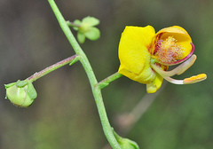 Verbascum prunellii