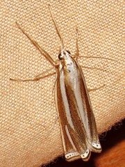 Ancylolomia prepiella