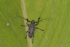 Steirastoma histrionicum