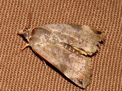 Hypocala deflorata