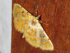 Notarcha quaternalis