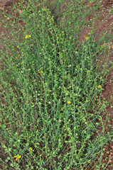 Verbascum prunellii