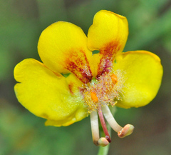 Verbascum prunellii
