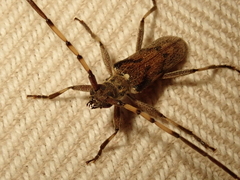 Didymocantha obliqua