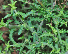 Verbascum prunellii