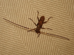 Didymocantha obliqua