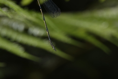 Synlestes selysi