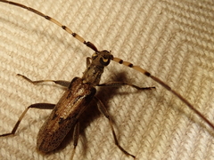 Didymocantha obliqua