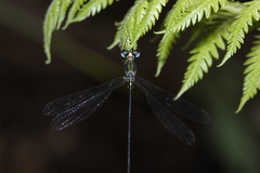 Synlestes selysi