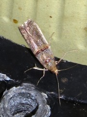 Hypargyria metalliferella