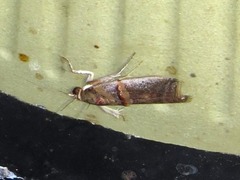 Hypargyria metalliferella