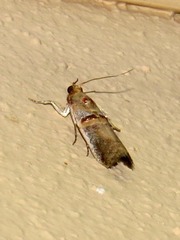 Hypargyria metalliferella