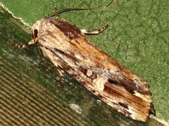 Magusa versicolora