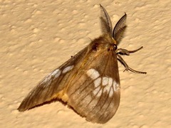 Palasea albimacula