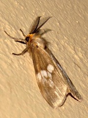 Palasea albimacula