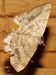 Chiasmia assimilis