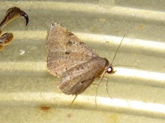 Rhesala moestalis