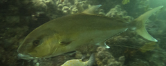 Seriola hippos
