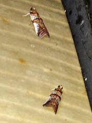 Hypargyria metalliferella