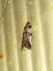 Hypargyria metalliferella