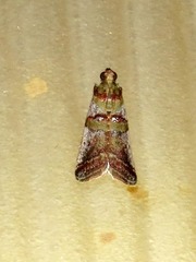 Hypargyria metalliferella