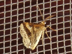 Ligdia pectinicornis