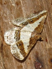 Ligdia pectinicornis